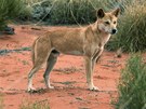 Pes dingo je psovitá elma ijící jen v Austrálii. Je to vlastn poddruh vlka,