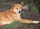 Pes dingo je psovitá elma ijící jen v Austrálii. Je to vlastn poddruh vlka,