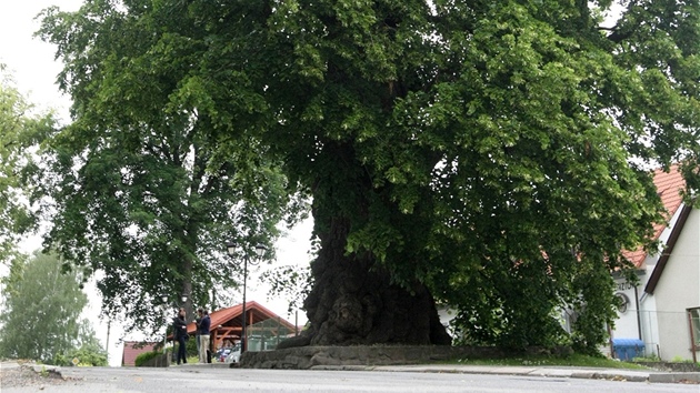 Jiick lpa je nominovan v celosttn anket na Strom roku 2012.