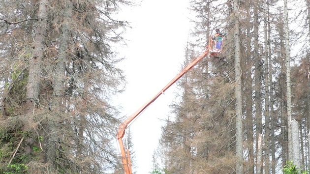 Devorubci na cest k pramenm Vltavy zvlátní technikou sráí vrky uschlých strom.