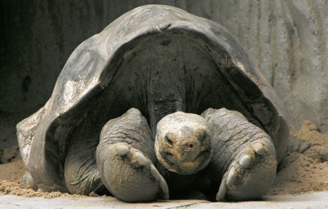 Antonio, elva sloní pinzónská ze Zoo Praha