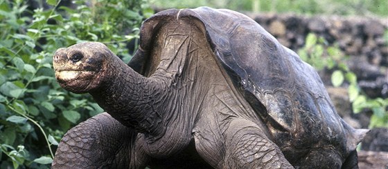 Osamlý George, stoletá elva sloní z Galapág na archivním snímku