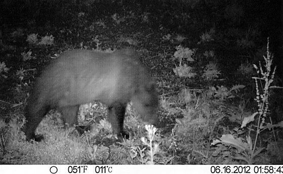 Fotopast umístná nedaleko stedu Vendryn na Tinecku zachytila medvda, by