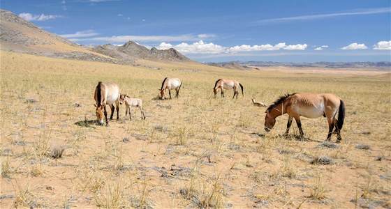 Skupina praských klisen s híbaty a s hebcem Bo v mongolské rezervaci