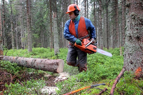 Správa Národního parku umava dostala pokutu i za loské kácení krovcem napadených strom Na Ztraceném u Modravy.