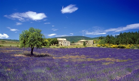 Provence, levandulové lány u Vaucluse