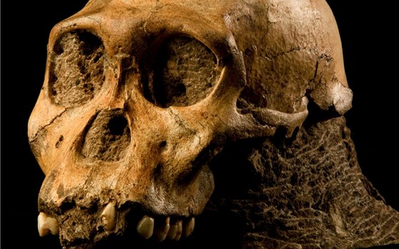 tyi roky staré objevení druhu Australopithecus sediba vzbudil ve vdecké obci