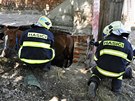 Dv jednotky hasi pomáhaly v Tuapech na Olomoucku koni, který se propadl do...