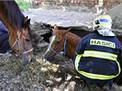 Dv jednotky hasi pomáhaly v Tuapech na Olomoucku koni, který se propadl do