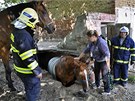 Dv jednotky hasi pomáhaly v Tuapech na Olomoucku koni, který se propadl do...
