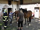 Dv jednotky hasi pomáhaly v Tuapech na Olomoucku koni, který se propadl do