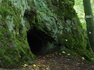 Trpasličí jeskyně (Skalky skřítků) představují dutiny po vyhnilých kmenech...