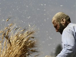 Sklize penice nedaleko palestinského Nábulusu na Západním behu Jordánu. 