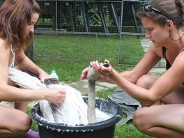 Záchranná stanice živočichů v Plzni zachránila život labuti, které se na řece