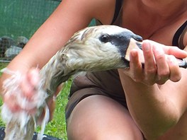 Záchranná stanice živočichů v Plzni zachránila život labuti, které se na řece...
