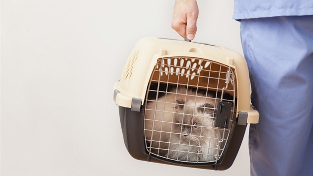 Pi cestování by mla být koka vdy v pepravce.