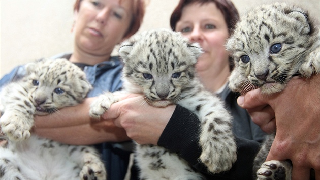 Trojata levharta snnho z jihlavsk zoo