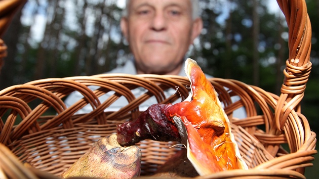 V lesích na Hodonínsku mohou houbai najít i vzácnou lesklokorku lesklou, láká