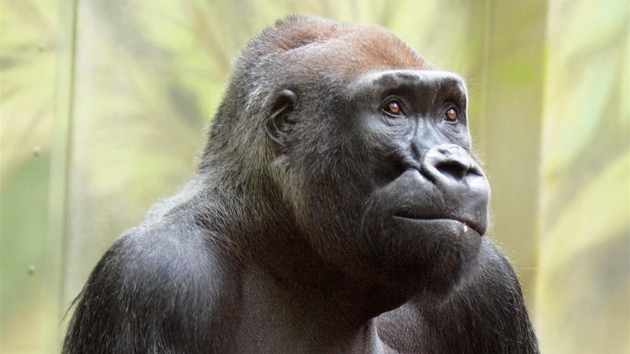 Samec gorily nížinné Tadao se vrátil do zoo ve Dvoře Králové. (27. 6. 2012)