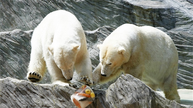Lední medvdi v praské zoo dostávají i ledovou zmrzlinu s kousky ryb,...