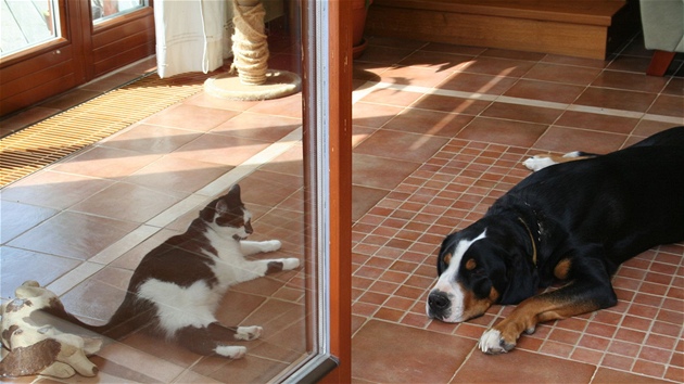 výcarský salanický pes se nauí ít i s kokou v jednom dom. Nakonec éfuje...
