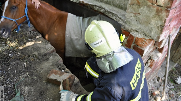 Dv jednotky hasi pomhaly v Tuapech na Olomoucku koni, kter se propadl do starho sklepa a nemohl ven. Nakonec se zsah obeel bez vyproovacho specilu, nebo hasii rozebrali st pilehl zdi a udlali tak zveti vce msta.