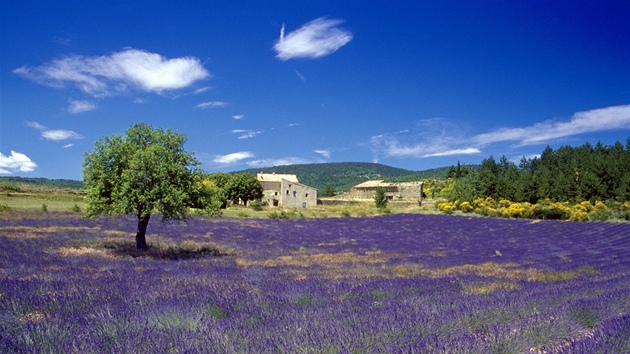 Provence, levandulov lny u Vaucluse