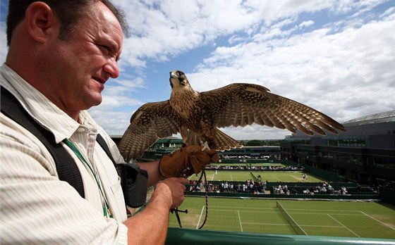 UKRADENÝ. Kán Rufuse, které v posledních letech hlídalo wimbledonský areál,