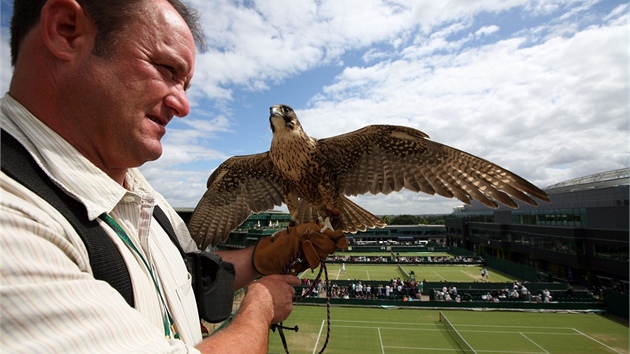 UKRADENÝ. Kán Rufuse, které v posledních letech hlídalo wimbledonský areál,
