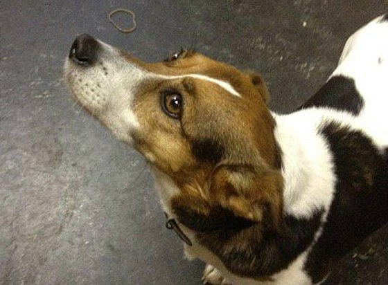 Pes Flíek, který ujel své majitelce vlakem do Dublinu. Povedlo se ho najít