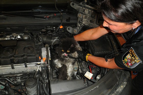 Perskou koku zaklínnou v motoru vysvobodili a automechanici spolu se