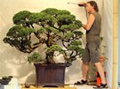 Zahradník Zdenk Eichler se o unikátní bonsaj stará tém ticet let.
