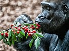 Gorilí samec Tadao obývá pavilon opic v Zoo Dvůr Králové nad Labem, otevřeli...