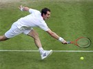 MÁM T. Andy Murray dosahuje míek v semifinále Wimbledonu proti Jo-WIlfriedu