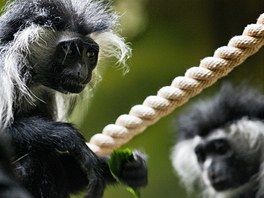 Guerézy angolské v novém opiím pavilonu dvorské zoo