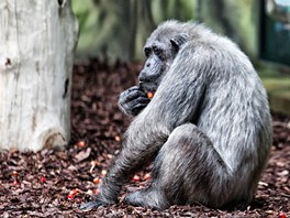 Pohled do pavilonu opic v Zoo Dvr Králové nad Labem.