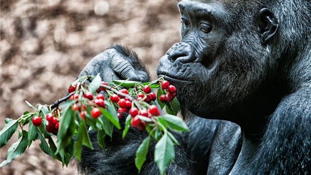 Goril samec Tadao obv pavilon opic v Zoo Dvr Krlov nad Labem, oteveli jej vloni.