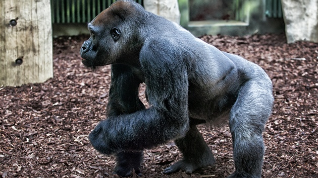 Goril samec Tadao a nov pavilon opic v Zoo Dvr Krlov nad Labem
