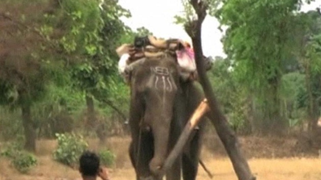 Slon zabiják