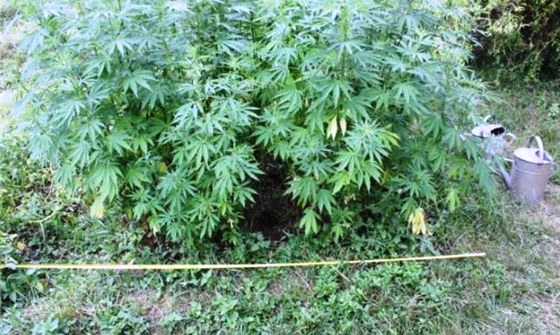 Exekutor nael v dom v Brn ti tvrt kila marihuany. Na zahrad pak rostlo...
