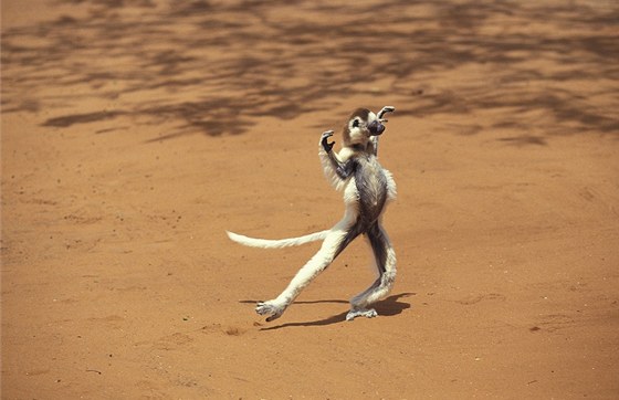 Lemur sifaka malý. ilustraní snímek