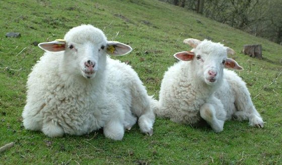 Ovce na pastv (ilustraní foto)