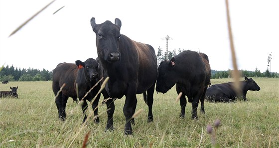 Na farm v Mitrov chovají plemeno Aberdeen Angus.