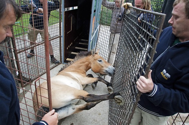 Zoo Praha dnes poslala do Mongolska tveici koní Pevalského. 
