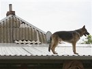 Pes stojí na stee zaplaveného domu v Krymsku (8. ervence 2012) 