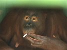 Tori, samika orangutana kouí jednu cigaretu za druhou