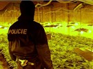 Policejní zátah ve velkopstírn marihuany na Kromísku