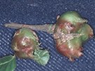 Vosika labatka (Dryocosmus kuriphilus) zpsobuje na napadench katanovncch