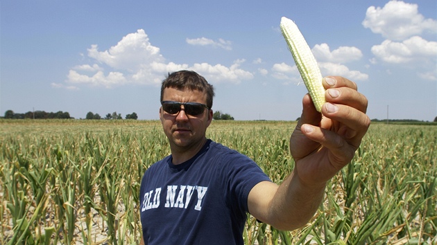 Farm Steve Niedbalski z americkho sttu Illinois ukazuje kukuici, kterou decimuje sucho (11. ervence 2012)