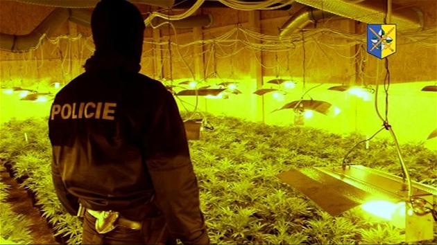 Policejní zátah ve velkopstírn marihuany na Kromísku